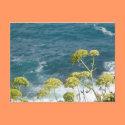 Flowers and Ocean Postcard