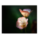 flowers are posters