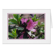 Flowers at Gibbs Farm Card