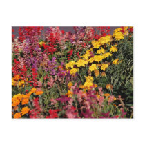 Flowers at King Estate Postcard