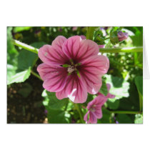 Flowers at Monticello 1 cards by feeltheinsanity Flowers at Monticello 1 cards