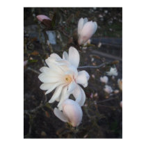 Flowers at Sunset posters by maricecilia Flowers at Sunset posters