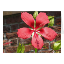 Flowers at Tryon Palace Card