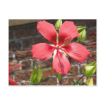 Flowers at Tryon Palace Post Card
