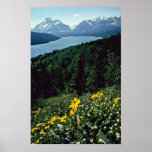 Flowers At Two Medicine Lake - Glacier National Pa Poster