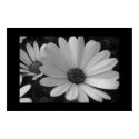 Flowers B&W posters by Johan_den_Hollander Flowers B&W posters