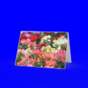 Flowers Bloom in Ginza cards