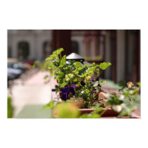 Flowers Bloom in Romania posters