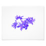 Flowers Blue Tinted Ground Orchid Photo Art