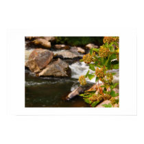 flowers by the river posters by marcusdrake flowers by the river posters