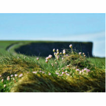 Flowers By The Sea Near Kilrush Ireland photo sculptures by lifesphere Flowers By The Sea Near Kilrush Ireland photo sculptures