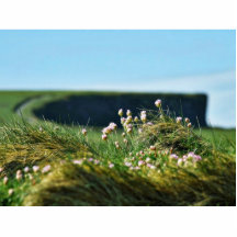 Flowers By The Sea Near Kilrush Ireland Photo Cut Outs