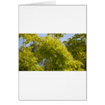 Flowers cards