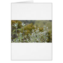 Flowers Cards