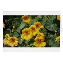 Flowers Card