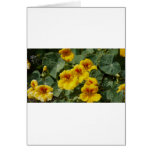 Flowers cards