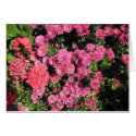 flowers cards by DonnaGrayson_Photos flowers cards