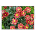 flowers cards by DonnaGrayson_Photos flowers cards