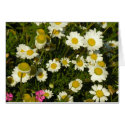 flowers cards