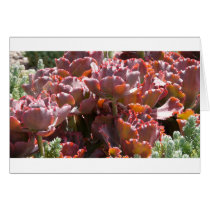 Flowers Cards
