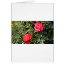 Flowers Cards