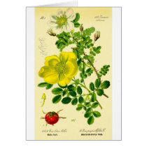 Flowers cards