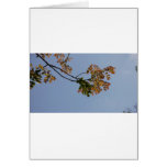 Flowers cards