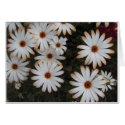 Flowers cards by rosietx1 Flowers cards