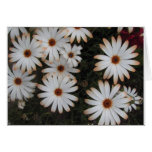 Flowers cards