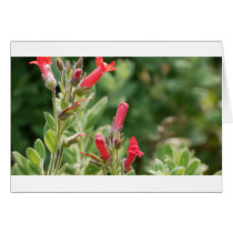 Flowers Cards