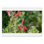 Flowers cards