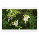 Flowers cards