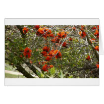 Flowers Greeting Cards