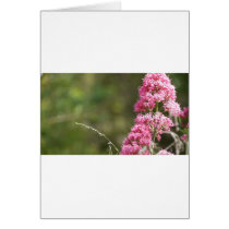 Flowers Cards