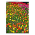 FLOWERS cards by MARISHKA FLOWERS cards