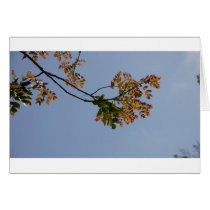 Flowers Cards