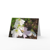 Flowers cards