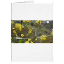 Flowers Cards