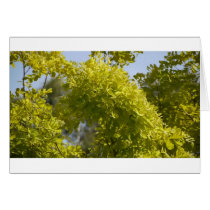 Flowers Greeting Card