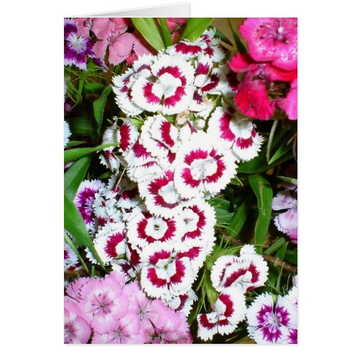 Flowers Card!