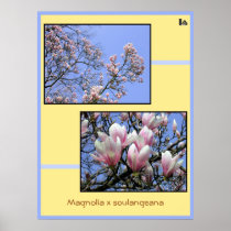 Flowers collage Magnolia x soulangeana Posters
