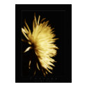 flowers courage posters by VisionVault flowers courage posters