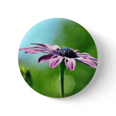 Flowers Daisies Daisy Petals Pin by lifesphere