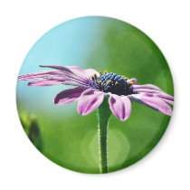 Flowers Daisies Daisy Petals magnets
