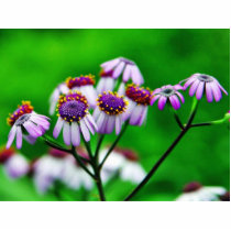Flowers Daisies Daisy photo sculptures by lifesphere Flowers Daisies Daisy photo sculptures