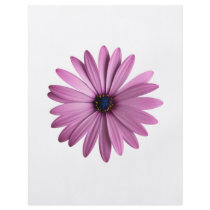 Flowers: Daisy flyers