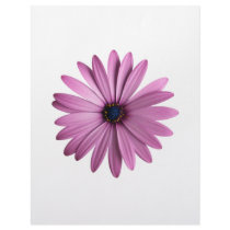 Flowers: Daisy Customized Letterhead