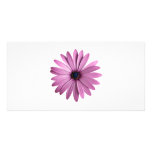 Flowers: Daisy Picture Card