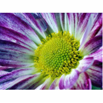 Flowers Dew Macro photo sculptures by lifesphere Flowers Dew Macro photo sculptures