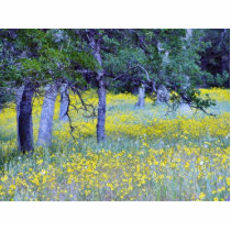 Flowers Fields Forests Oaks photo sculptures